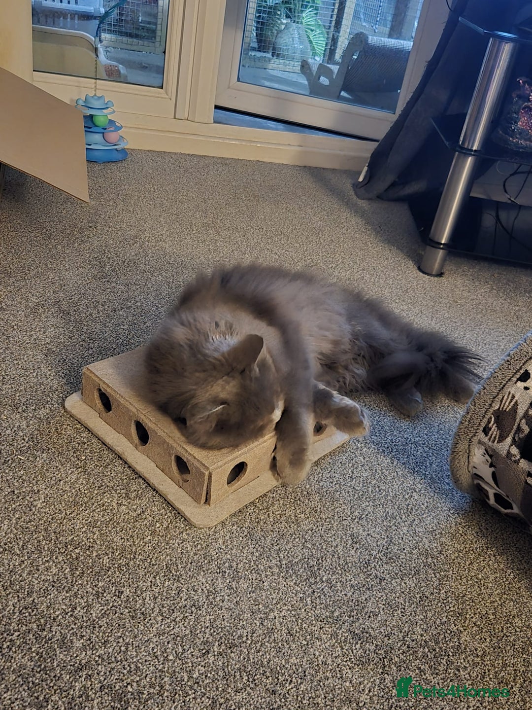 Maine Coon cats for sale: Female maine coon Queen ( Active) - Advert 4