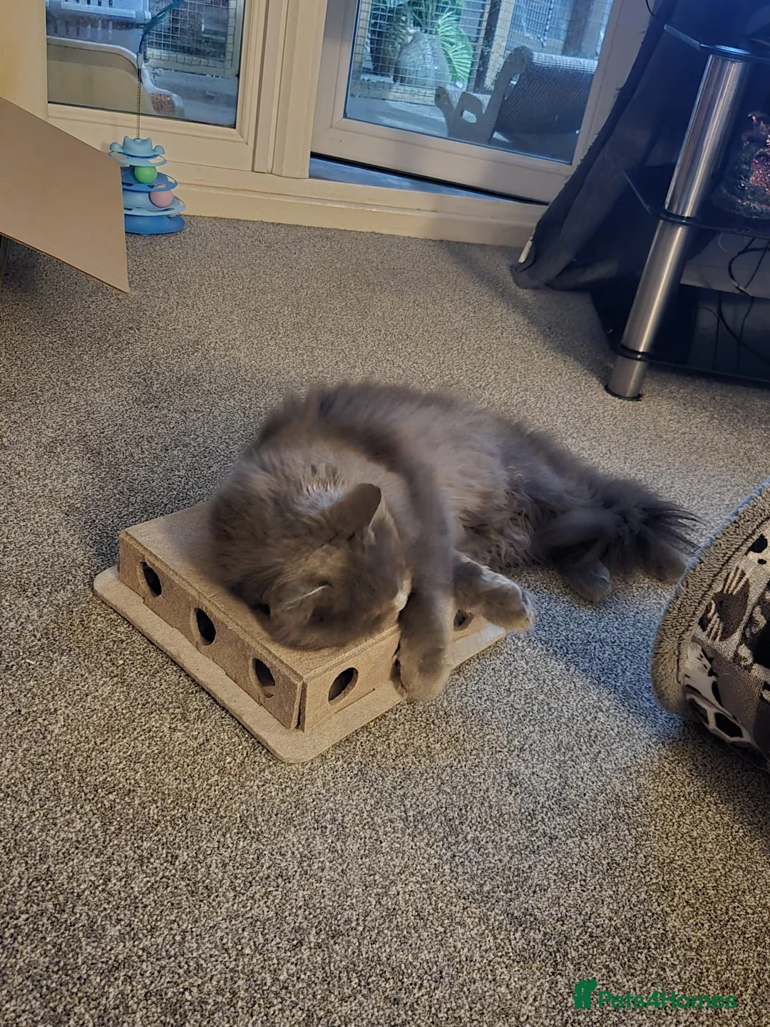 Maine Coon cats for sale: Beautiful female Maine Coon ( GCCF Reg) - Advert 8