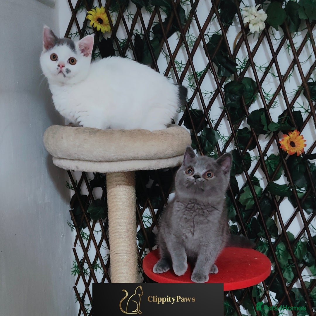 British Shorthair cats for sale: READY NOW GCCF chunky British Shorthair kittens  - Image 14