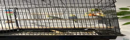 Budgerigars birds for sale: Budgerigar  - Advert 1