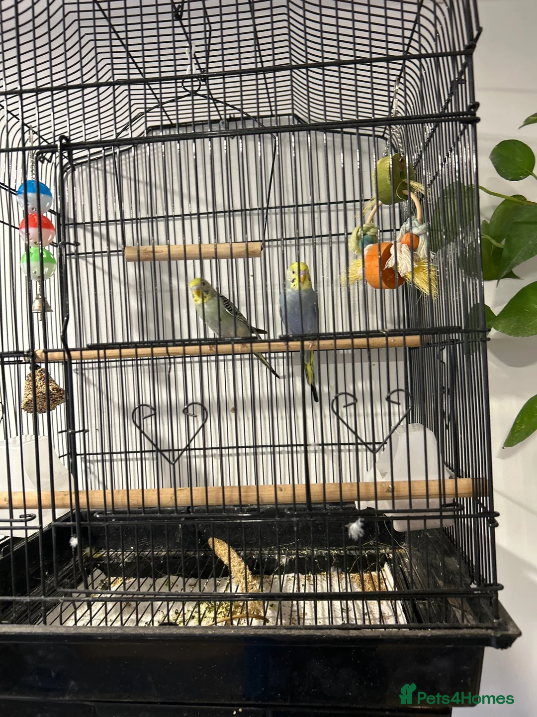 Budgerigars birds for sale: Budgerigar  - Advert 1