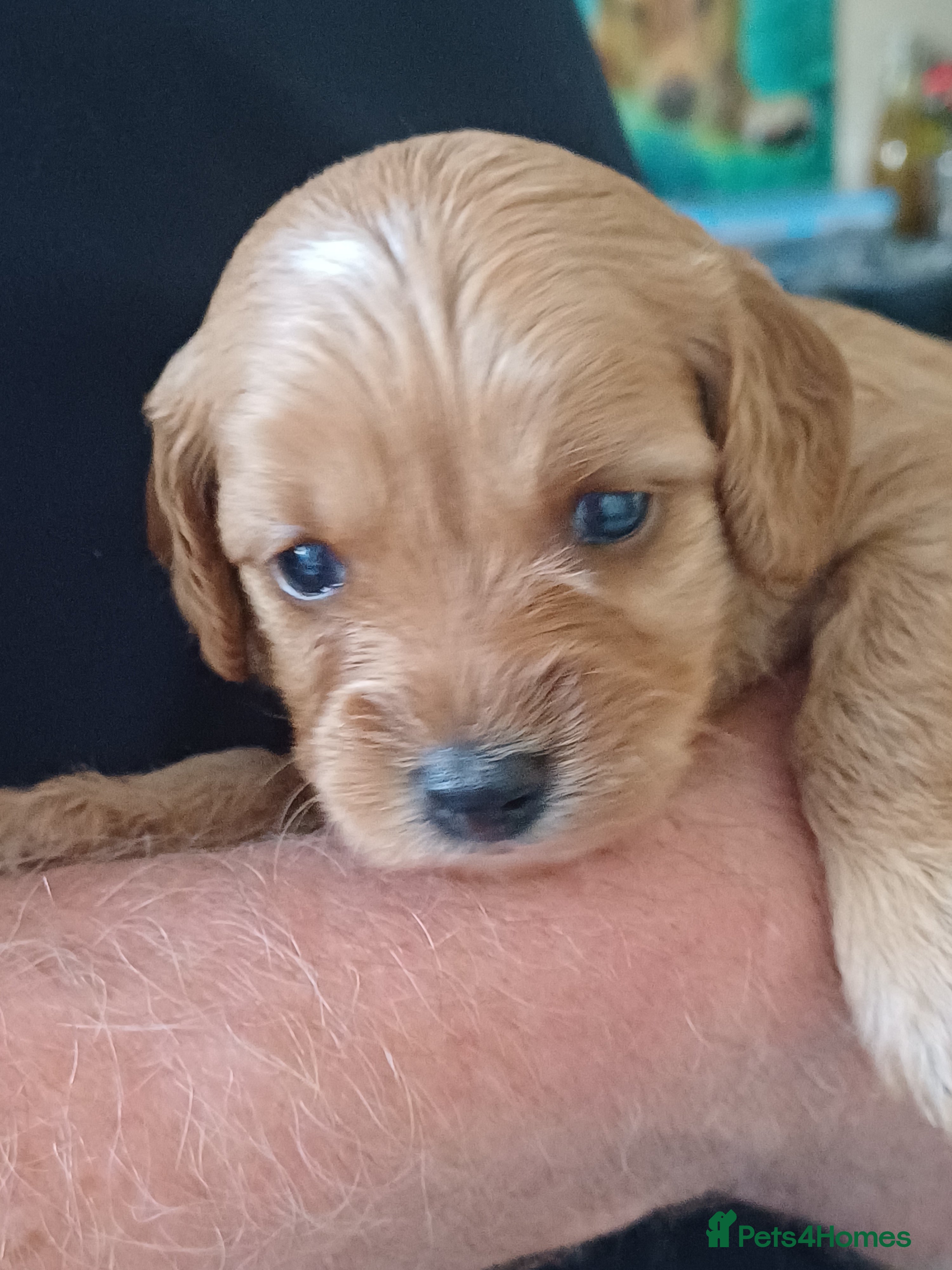 Cavapoo dogs HEALTH-TESTED CAVAPOO ETHICAL RESPONSIBLE BREEDING - Advert 2
