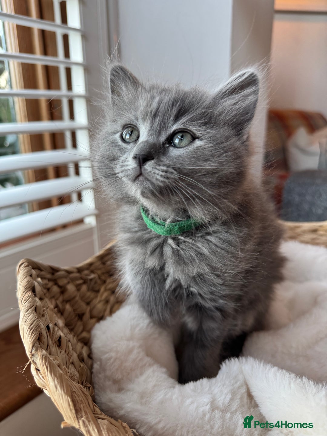 RagaMuffin cats for sale: Beautiful Ragamuffin Kittens - BSH/Ragdoll Cross - Advert 12
