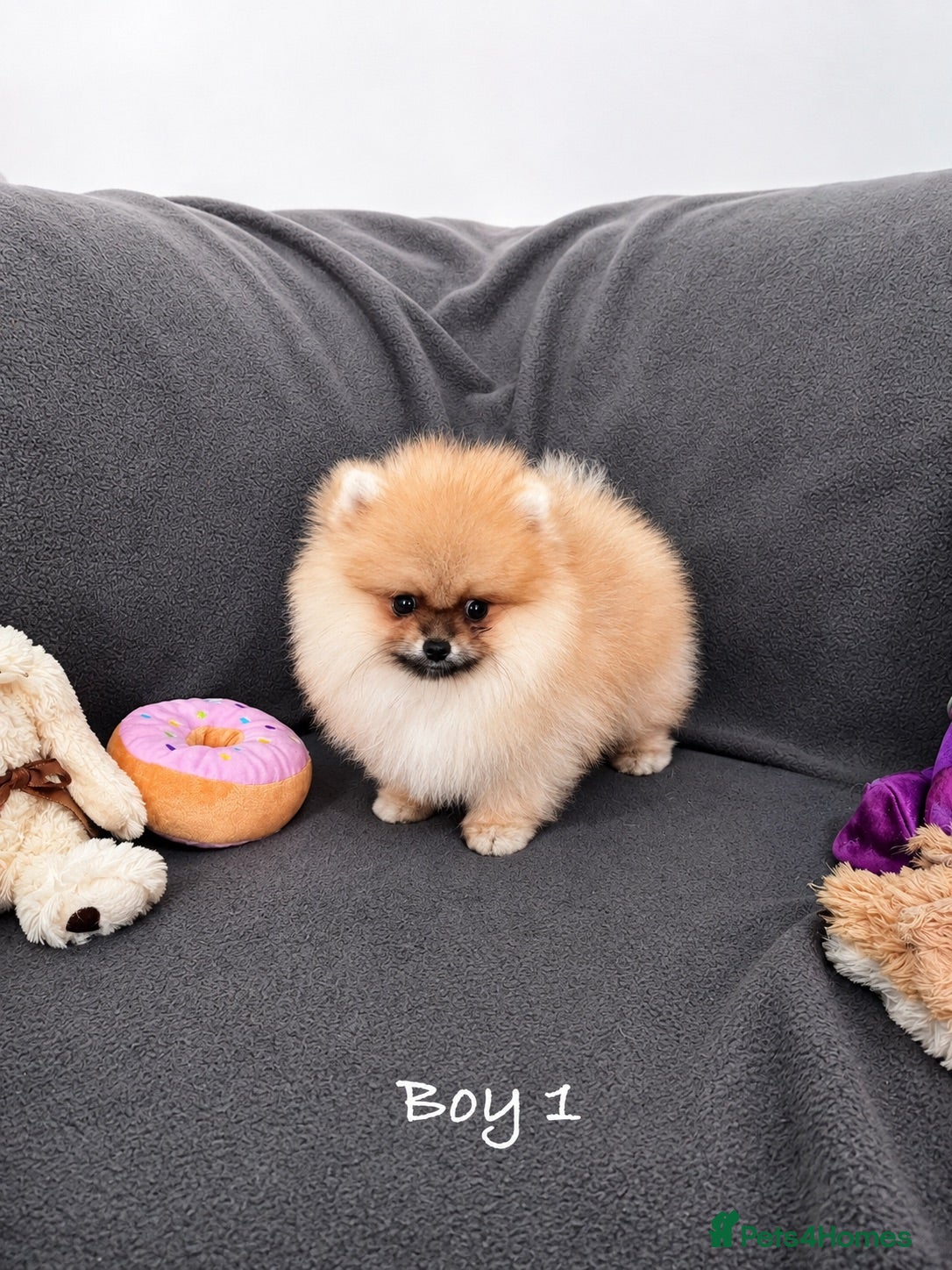 Pomeranian dogs 🔥Teddy🐻Small🏆Quality  - Advert 1