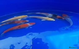 Koi Carp fish for sale: Japanese koi carp overstock available - Image 8