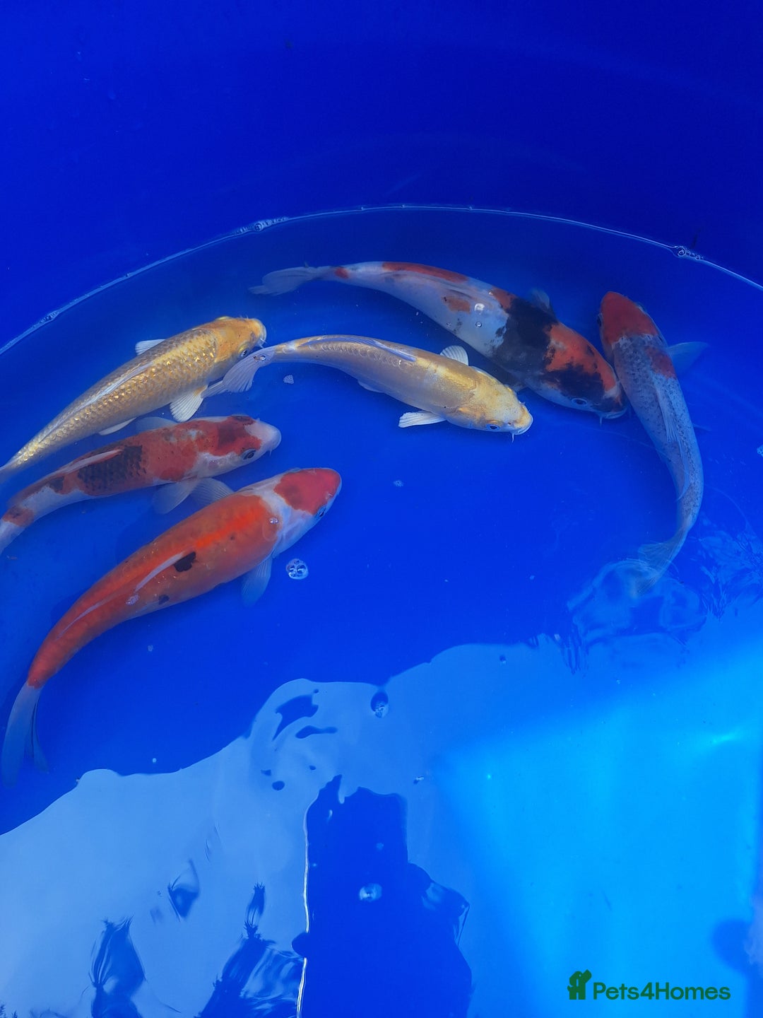 Koi Carp fish for sale: Japanese koi carp overstock available - Image 8