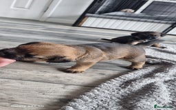 Border Terrier dogs for sale: Border Terrier Pups - Image 17