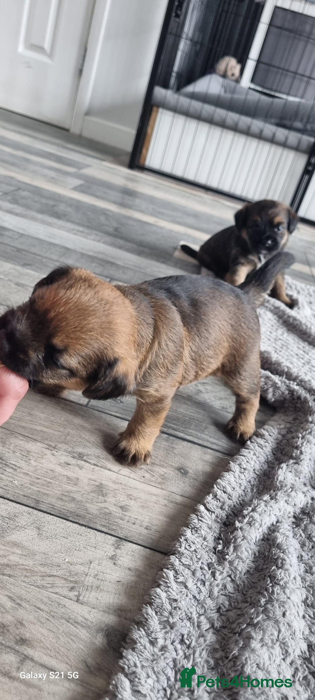 Border Terrier dogs for sale: Border Terrier Pups - Image 17
