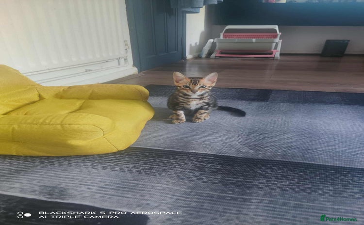 Bengal cats - Advert 13