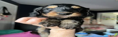 Mixed Breed 3