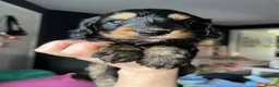 Mixed Breed dogs for sale: Cockapoo cross puppies for sale  - Advert 13