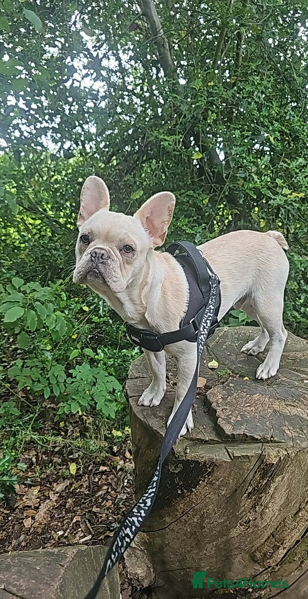 French Bulldog dogs for sale: Male Frenchie - Advert 1
