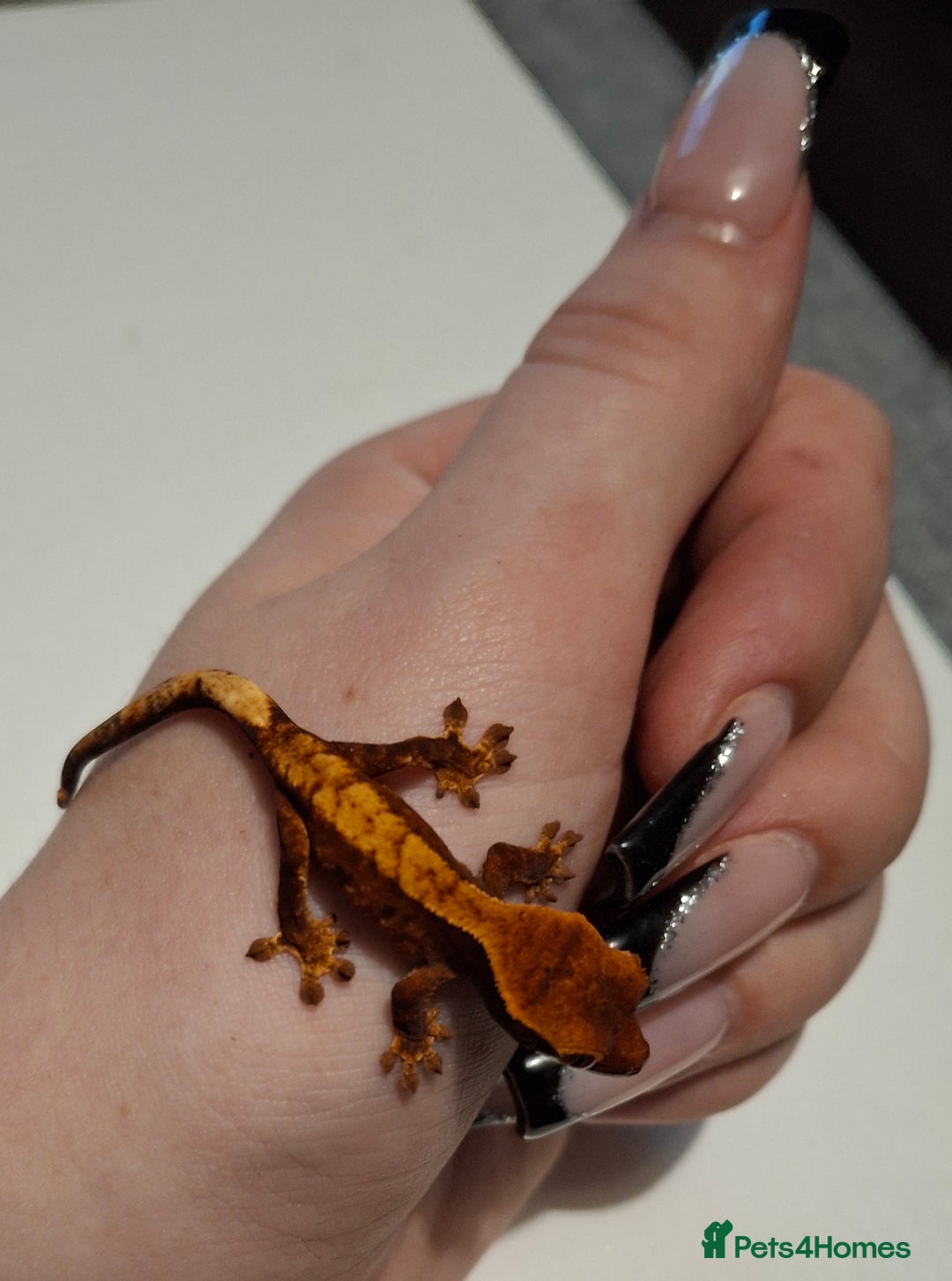 Gecko reptiles for sale: Baby crested geckos  in Doncaster - Image 2