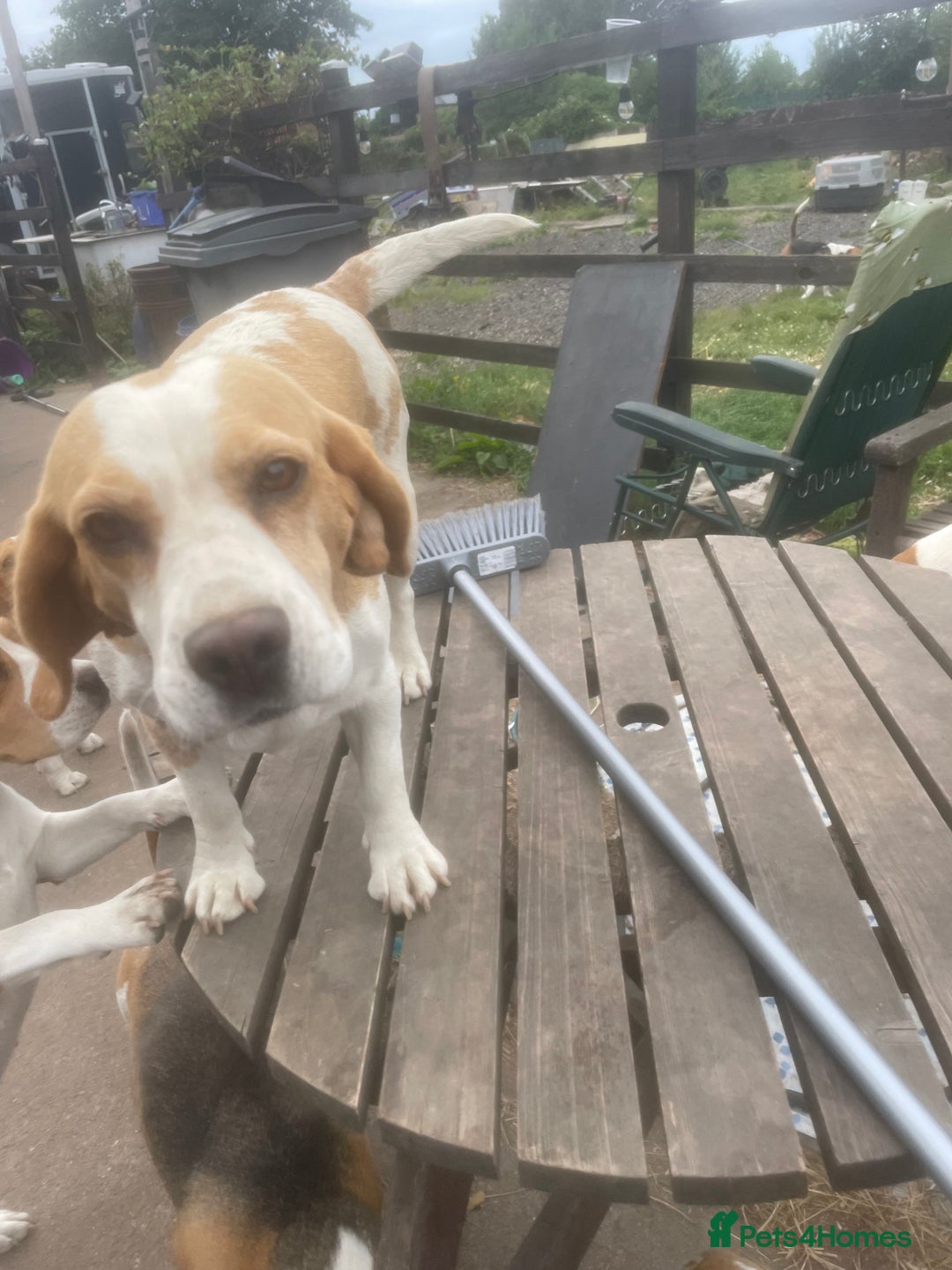 Beagle dogs for sale: 2 adult bitches and a 6 month tri boy - Image 8