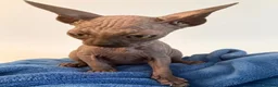 Sphynx cats for sale: 6 tica registered Sphynx Kittens in London - Advert 7