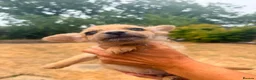 Mixed Breed dogs for sale: Foodles ready to leave flr the perfect 4ever home - Advert 11