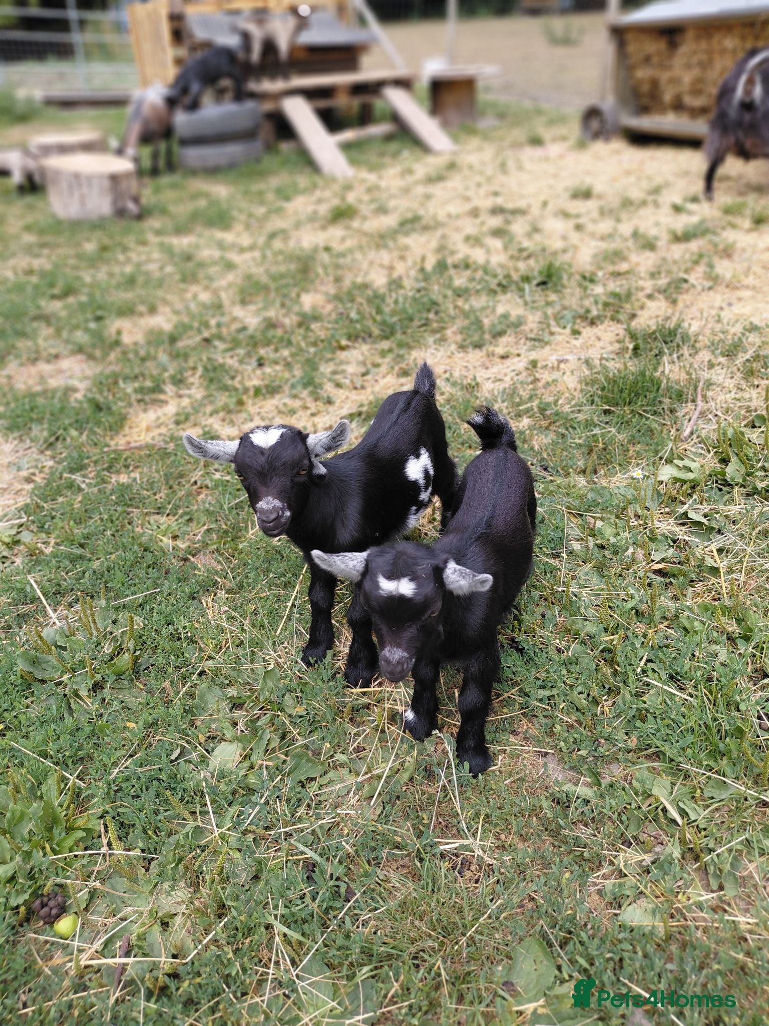 Goats livestock Pygmy goats - Advert 1