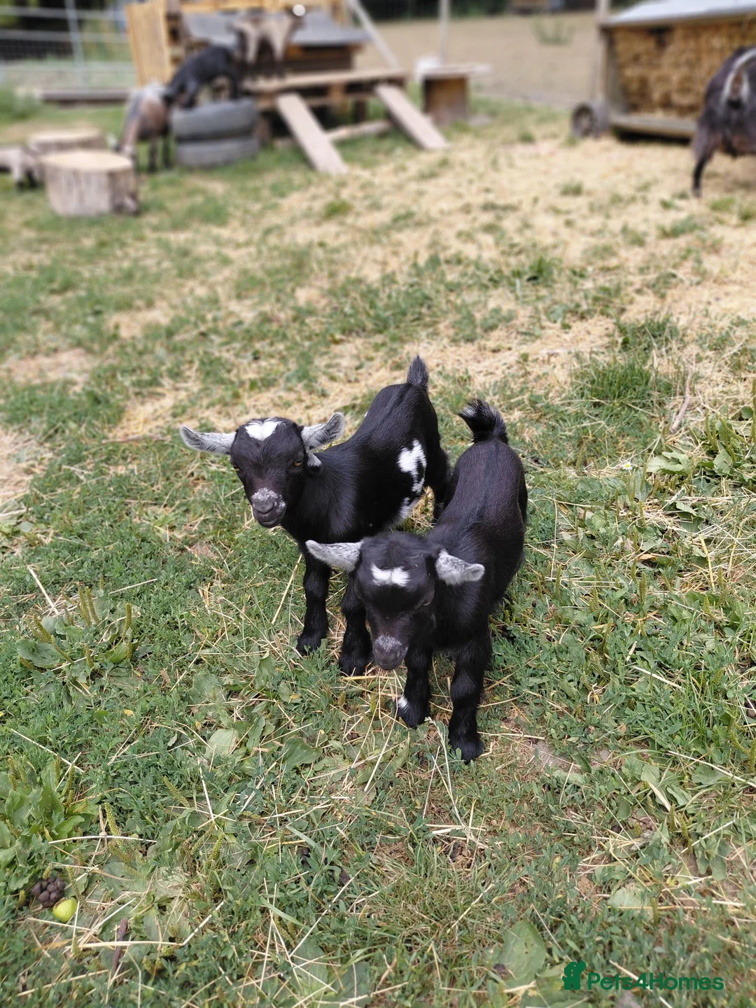 Goats livestock for sale: Pygmy goats - Advert 1