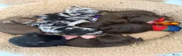 Chihuahua dogs for sale: Stunning litter of chihuahua babies!  - Advert 3