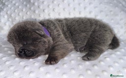 Chow Chow dogs for sale: Quality chow chow pups - Image 12