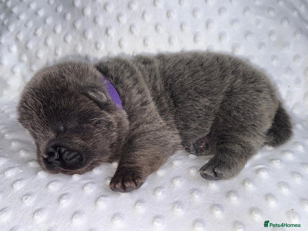 Chow Chow dogs for sale: Quality chow chow pups - Image 12