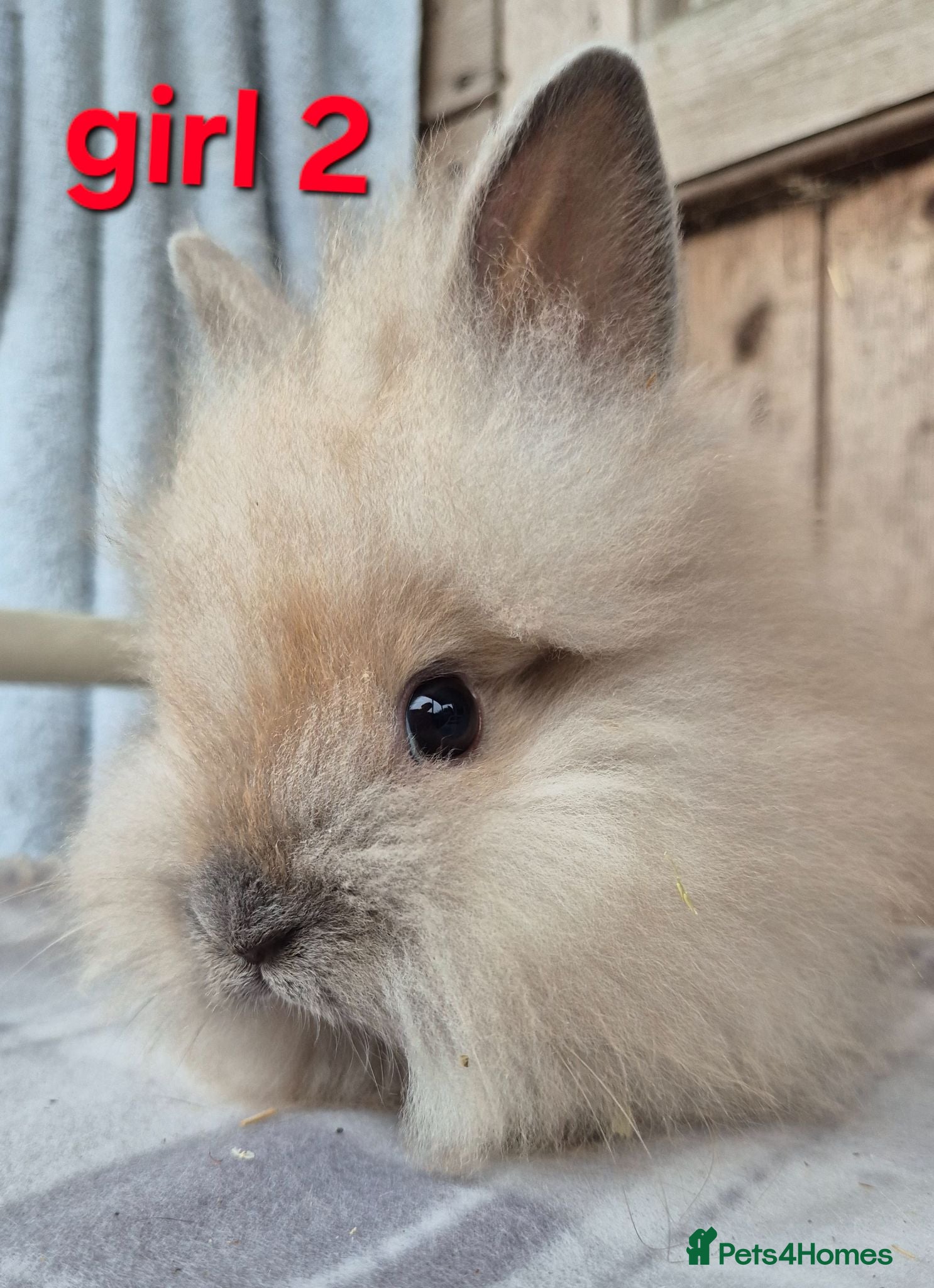 Lionhead rabbits Lion head babys ready now.  - Advert 18