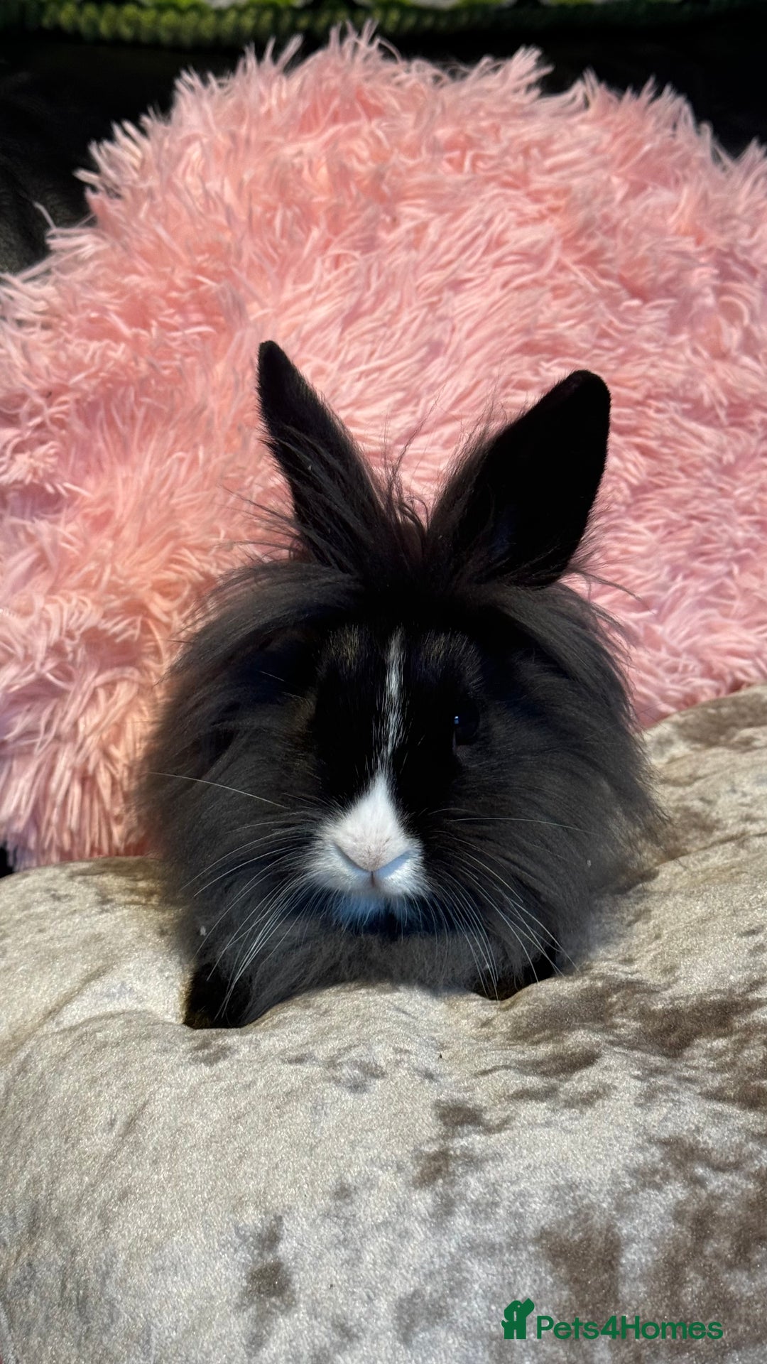 Mixed Breed rabbits for sale: Netherland dwarf and lionhead mixed bunnies - Image 16