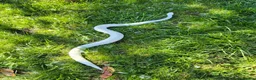 Python Snake reptiles for sale: Blue Eyed Leucistic (BEL) Python Ball in Stockport - Advert 3