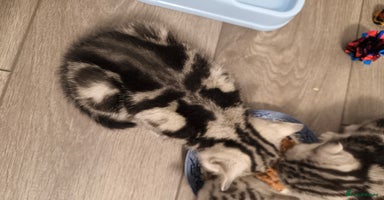 Scottish Fold cats - Advert 1
