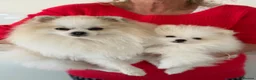 Pomeranian dogs for sale: Mrs Heather Small in Wantage - Advert 3