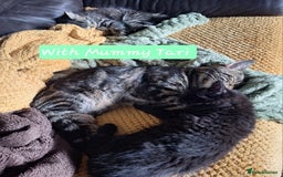 Domestic Shorthair cats for sale: 2 male kittens ready to leave today!  - Image 28
