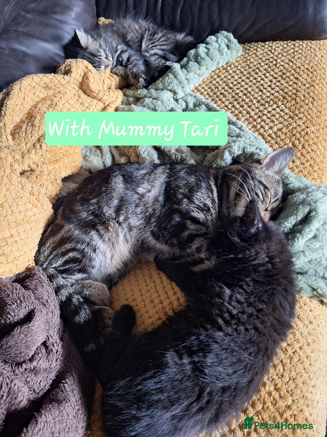 Domestic Shorthair cats for sale: 2 male kittens ready to leave today!  - Image 28