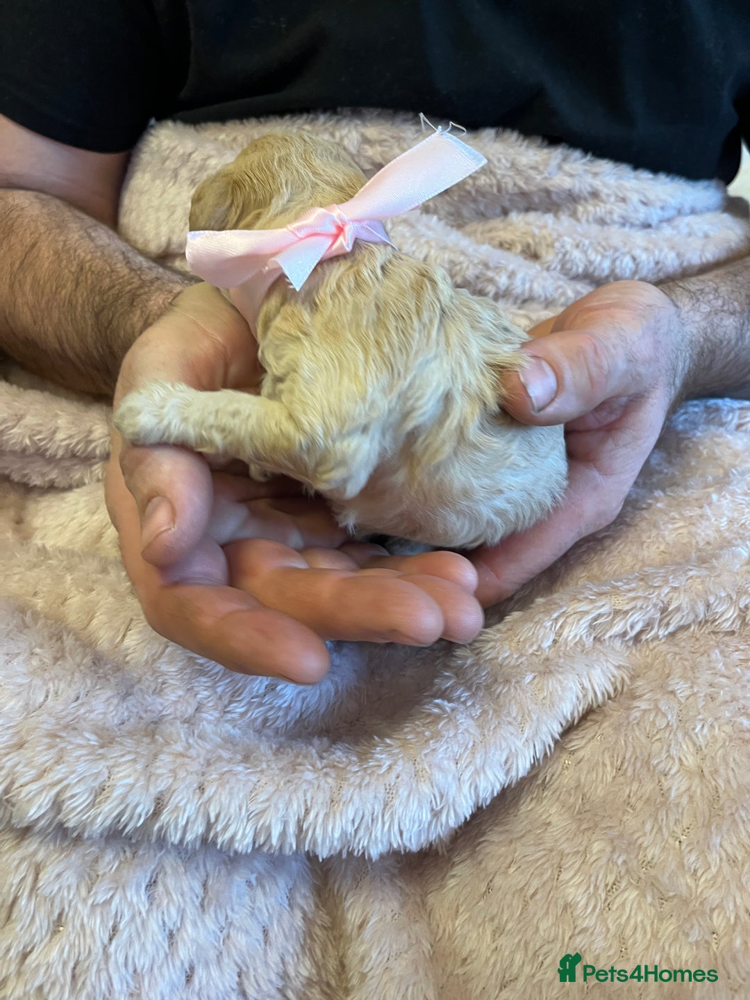 Miniature Poodle dogs for sale: Gorgeous miniature poodle pups - Image 26