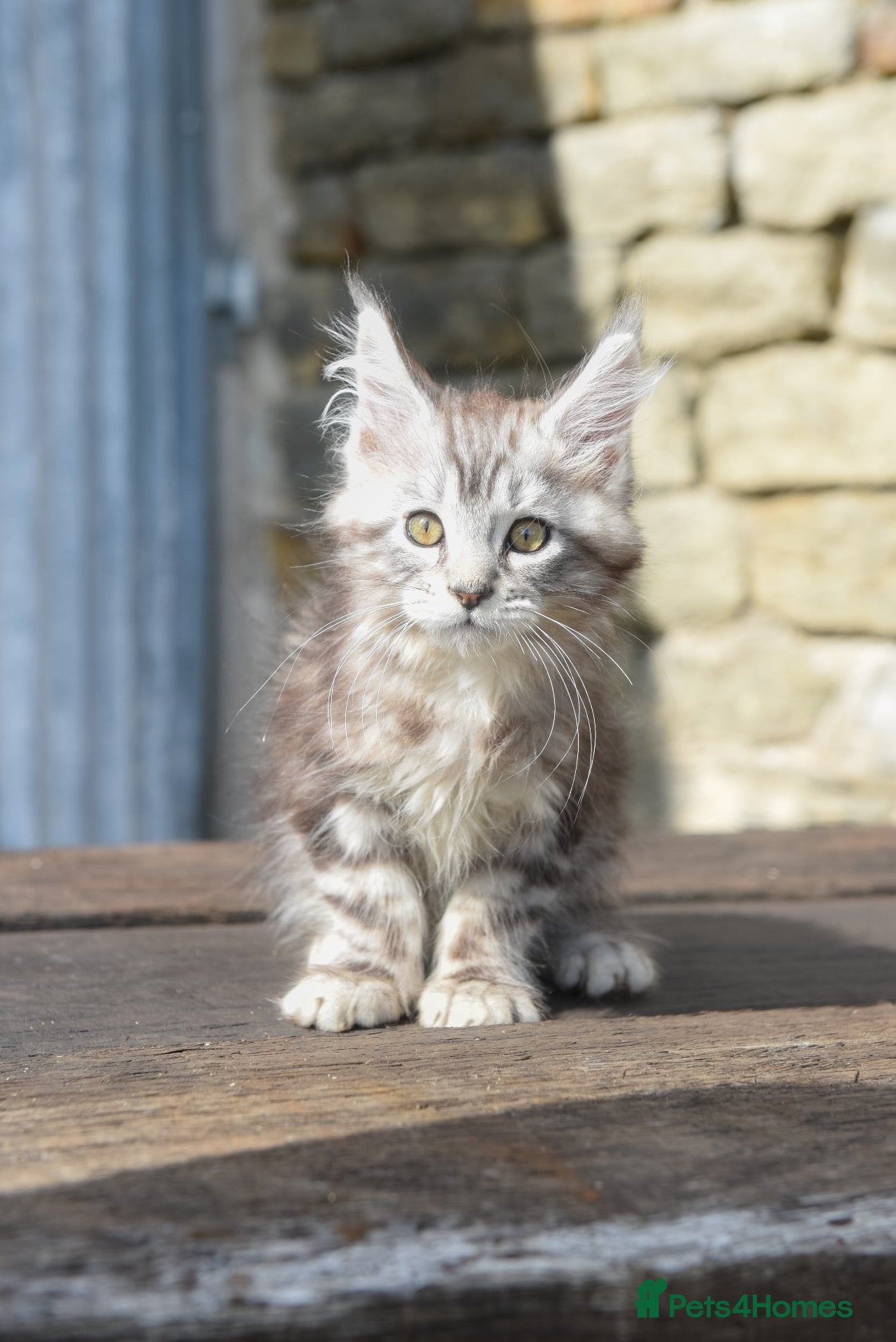 Maine Coon cats Xl Maine coon kittens 12 week 12th sept  - Advert 2