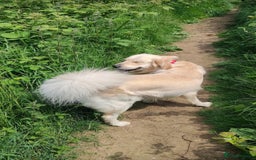 Golden Retriever dogs for stud: Gorgeous golden retriever  - Image 8