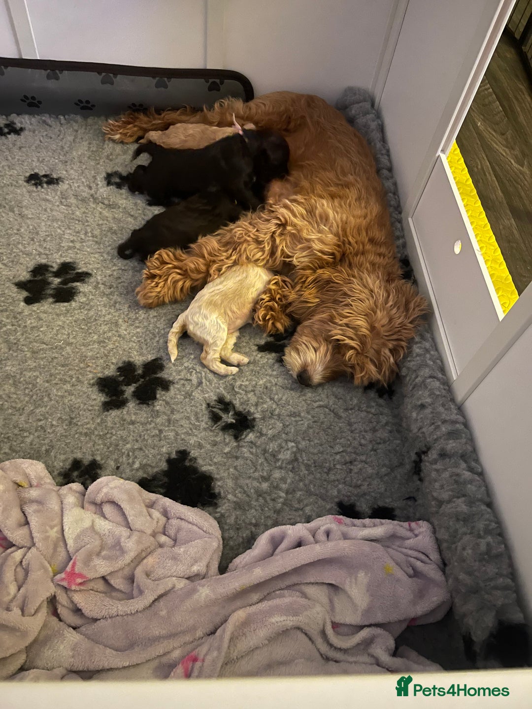 Cockapoo dogs for sale: Cockapoo f1B - Image 5