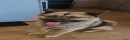 Norwegian Elkhound dogs for sale: Anyone looking for a big male dog  in Blackwood - Advert 6