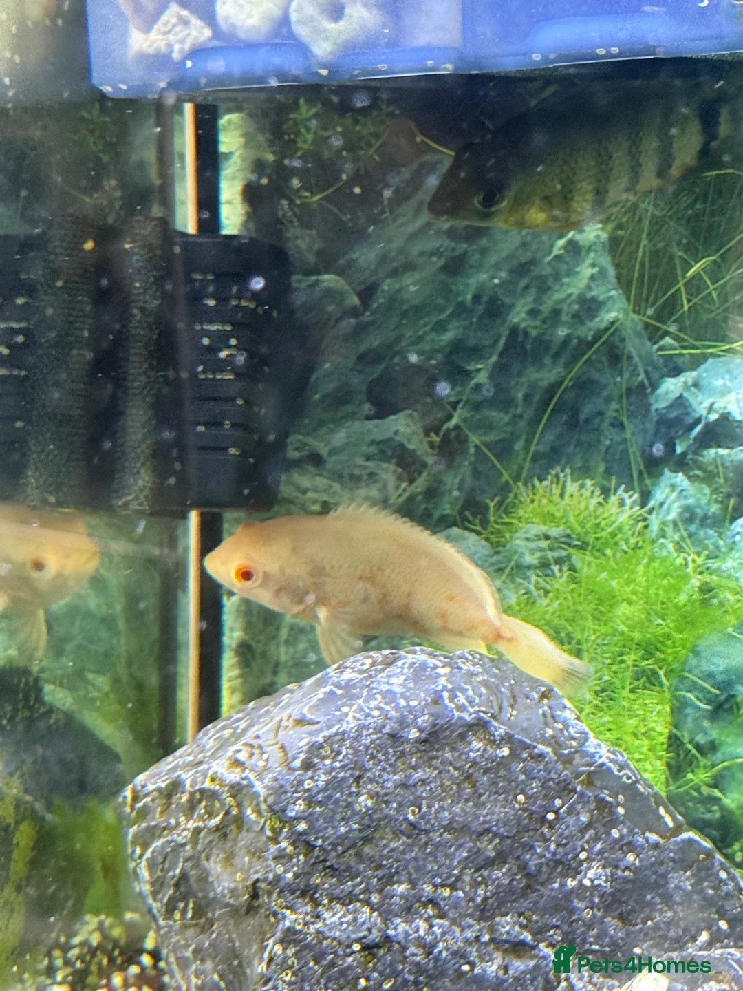 Cichlids fish for sale: Albino oscar - Advert 1