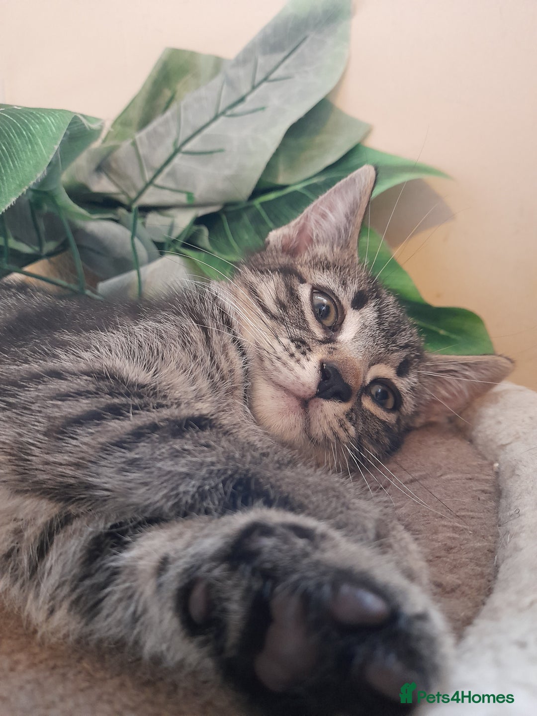 Mixed Breed cats for sale: Kittens available  - Image 2