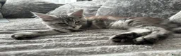 Maine Coon cats for sale: XXL Maine Coons Kittens Champion Sired  - Advert 20