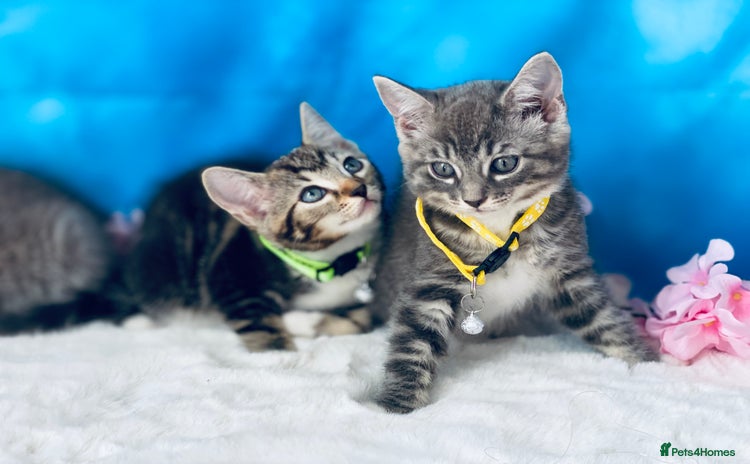 Ragdoll cats - Advert 4
