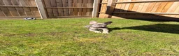 French Bulldog dogs for sale: Mr Dominic L - Advert 10