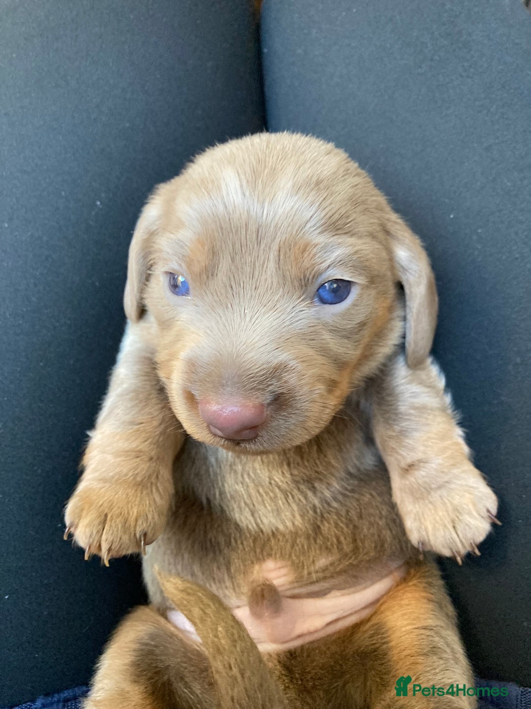 Dachshund dogs for sale: 2 miniature Dashhounds available  - Advert 14