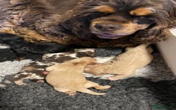 Cockapoo dogs for sale: Yankee Doodle /cocker poo. - Image 10
