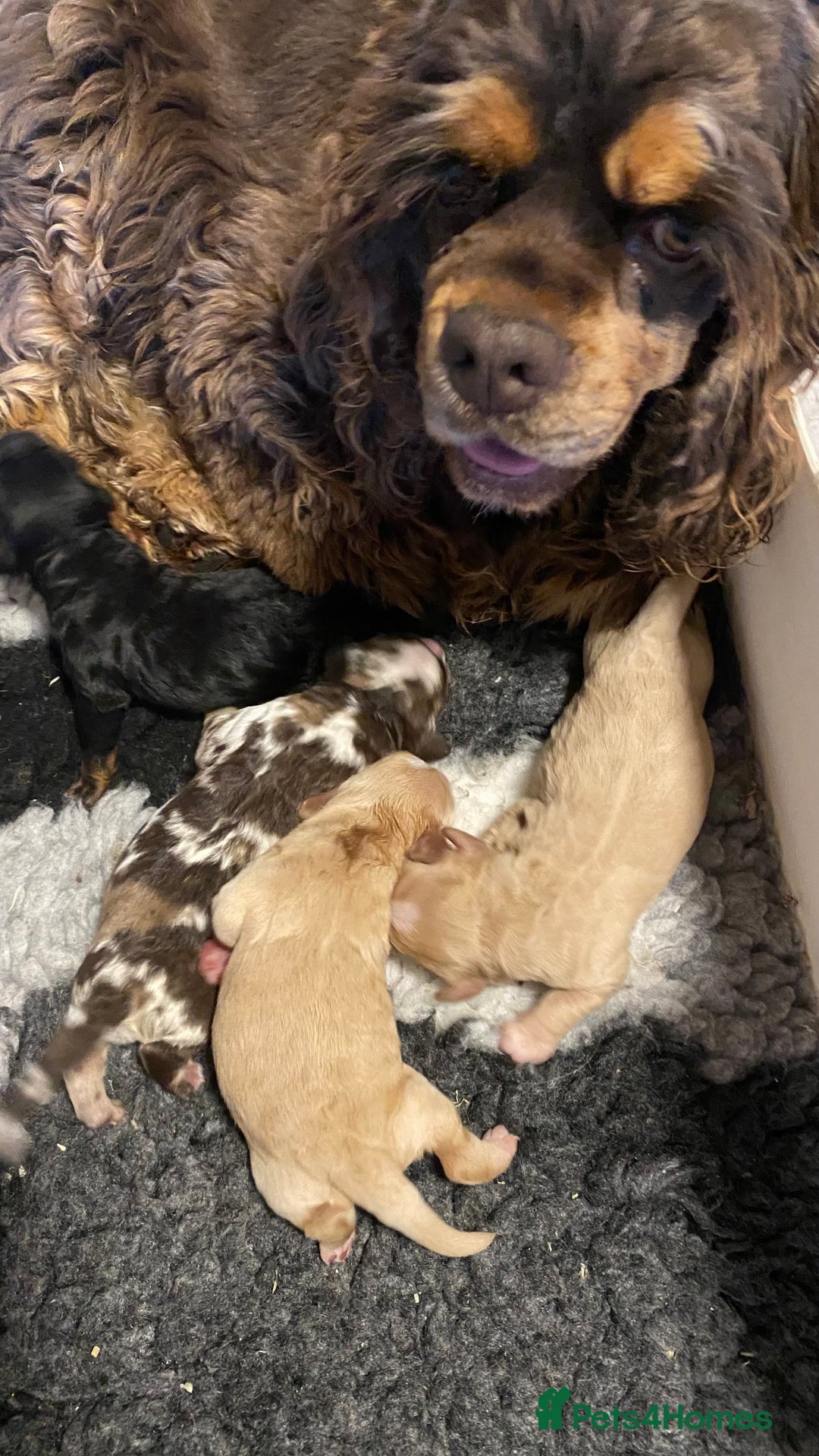 Cockapoo dogs for sale: Yankee Doodle /cocker poo. - Image 10