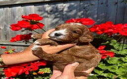 Cavapoo dogs for sale: Health tested cavapoo - Image 8