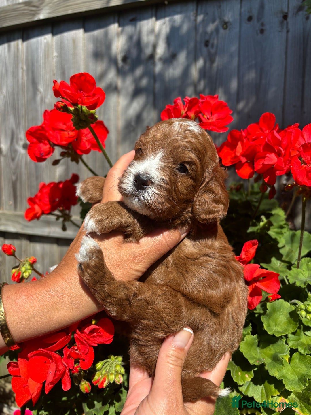 Cavapoo dogs for sale: Health tested cavapoo - Image 8