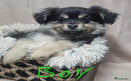 Pomchi dogs for sale: Pomchi puppies  - Advert 3