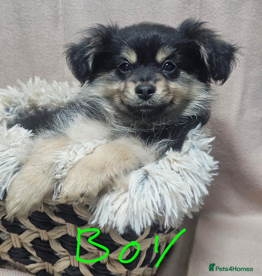 Pomchi dogs for sale: Pomchi puppies  - Advert 3