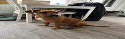 Mixed Breed dogs for sale: Ridgeback x Staffy - Advert 3